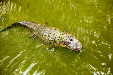 Swimming Saltwater Crocodile