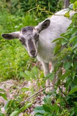curious little goat