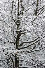 Snowy tree in the forest deciduous.