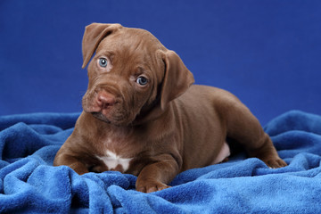 Cute brown puppy American Pit Bull Terrier on a blue background