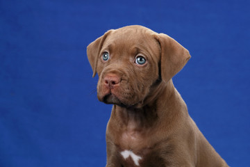 Cute brown puppy American Pit Bull Terrier on a blue background