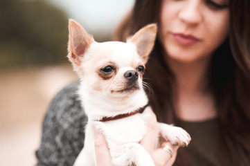 Portrait of woman holding chihuahua pet outdoors
