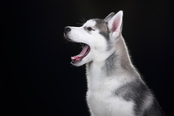 Obraz premium Cute Puppy Siberian husky on a black background