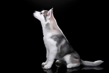 Cute Puppy Siberian husky on a black background © adyafoto