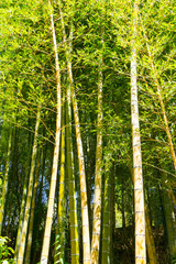 Fototapeta premium Bamboo grove patterns