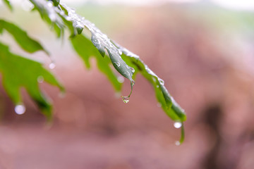 Green leaf with rain drops for background