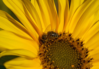 Bee is sitting on sunflower and drinking nectar from it.