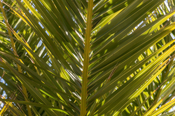 Close up of palm tree leaves - nature and background concept