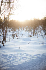 Norwegian forest landscape in winter with a bumpy snowdrifts