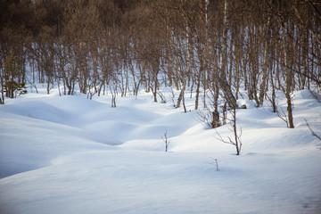 Norwegian forest landscape in winter with a bumpy snowdrifts