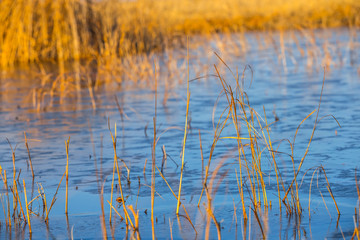 closeup cattail in a blue water