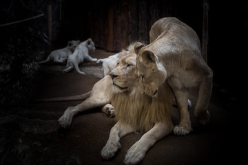 Obraz na płótnie Canvas weisse löwen im zoo haben nachwuchs