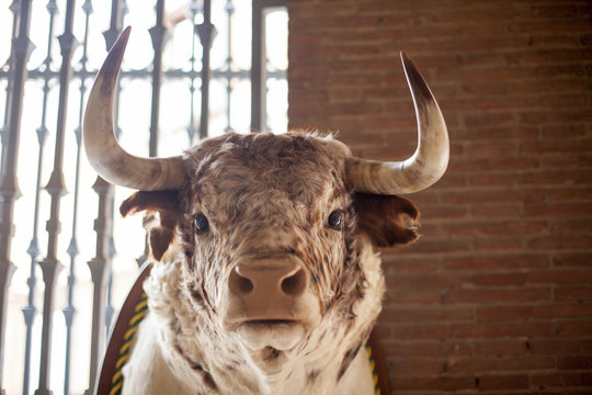 Cabeza de toro bravo