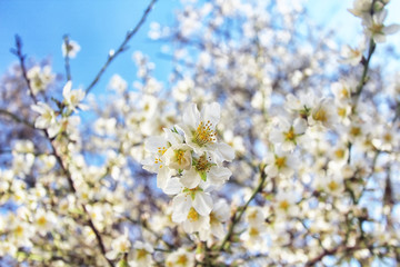 Spring blossoms, flowers. nature background