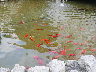 Colorful orange goldfish or koi in a pond