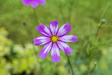 Fototapeta premium violet daisy at the meadow