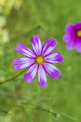 Fototapeta premium violet daisy at the meadow
