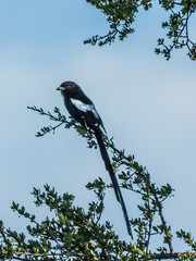 Bird pirched