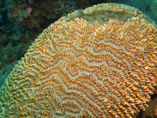 Stone coral