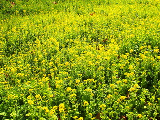 斜面に咲く菜の花