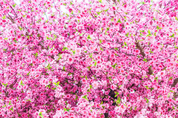 Fototapeta premium Cherry Pink spring blossom background