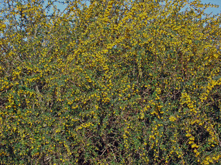 Berberitzen-Strauch blüht gelb