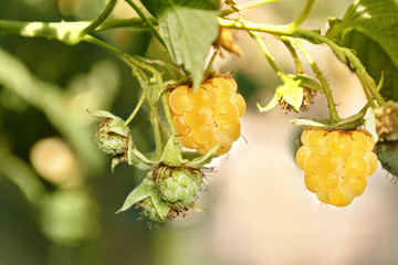 Yellow ripe raspberries on a branch in the warm light. Selective focus.