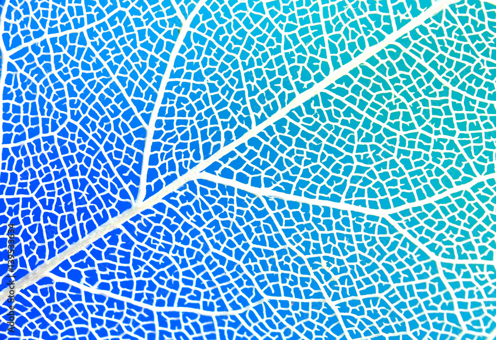 Poster Texture of white transparent sheet on a blue and green background close-up macro. Veins and streak skeleton transparent leaf.