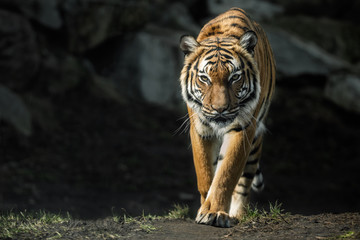Schöne malaiische Tigerfrau, die direkt auf den Fotografen zugeht/Schöner Tiger-Look/Zoo/Tiger in Gefangenschaft