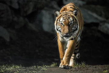 Acrylic prints Tiger Beautiful malayan tiger female walking straight towards the photographer/Beautiful tiger look/Zoo/tigers in captivity