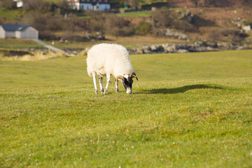 Obraz premium Sheep isle of Mull Scotland uk with woolly coat and horns 