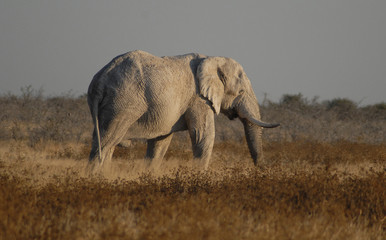 Obraz na płótnie Canvas elephant