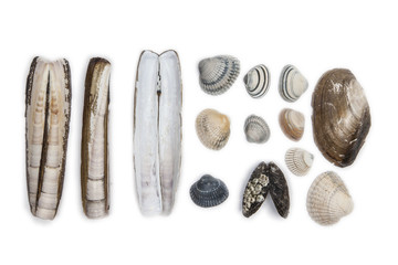 Obraz premium Shellfishes form north sea on white isolated