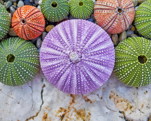 colorful sea urchins on white rock and pebles beach