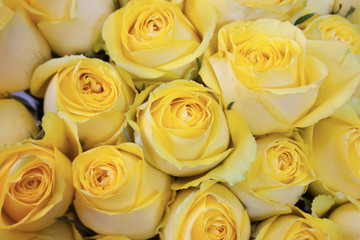 yellow roses close up for background