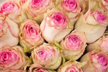 pink roses close up for background