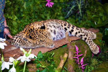 Leopard sleepig in jungle