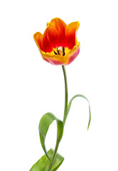 tulip  on white background