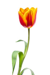 tulip  on white background