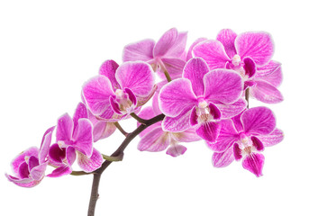 branch of pink orchids isolated on a white background