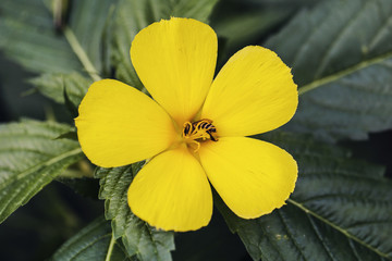 yellow flower and fresh in garden