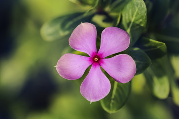 pink flower and fresh in garden 