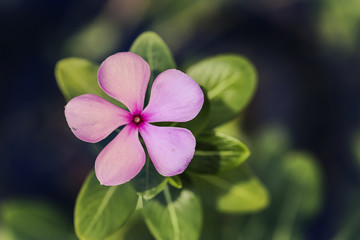 pink flower and fresh in garden 