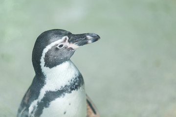 Little penguin standing and waiting food from traveler.