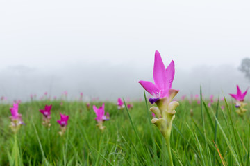 Obraz premium Siam tulips in the mist