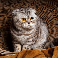 Fototapeta na wymiar bicolor stripes cat with yellow eyes Scottish Fold Sits in a wooden basket