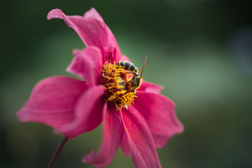 Honey bee sitting on a red dahlia flower dark background