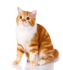 Scottish straight cat sits on a white background