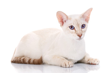siamese cat posing on a white background