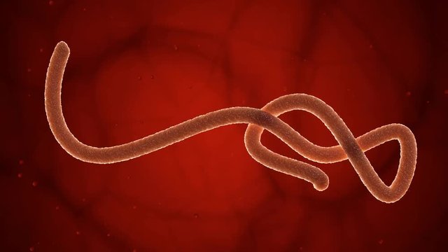Ebola virus - 003 - 4K UHD